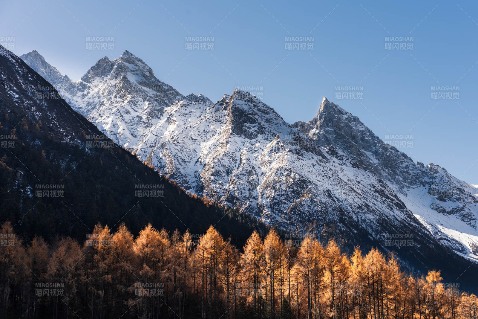 四川阿坝毕棚沟雪山秋林美景图片