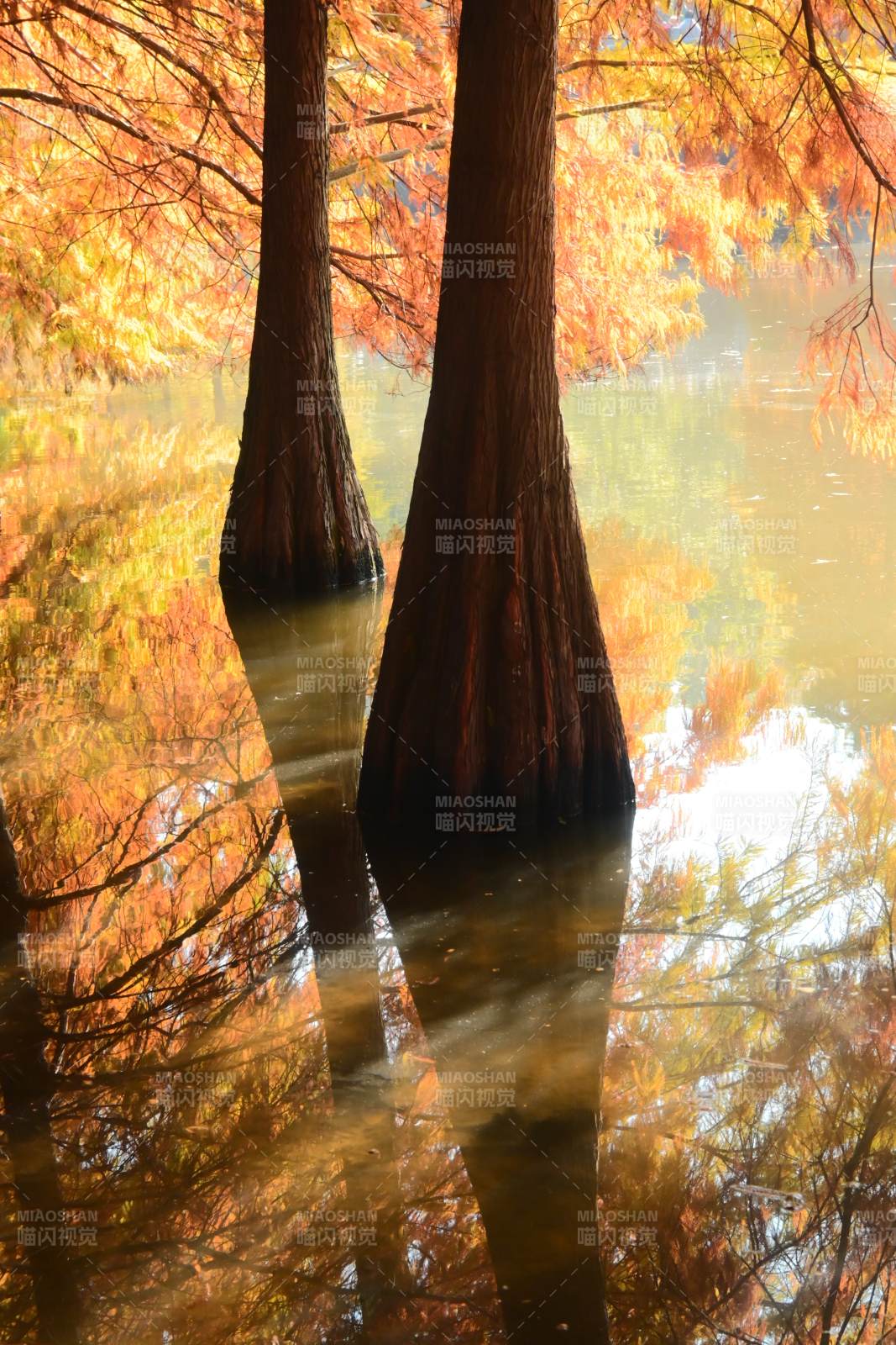 秋天南京燕雀湖的落羽杉与倒影图片