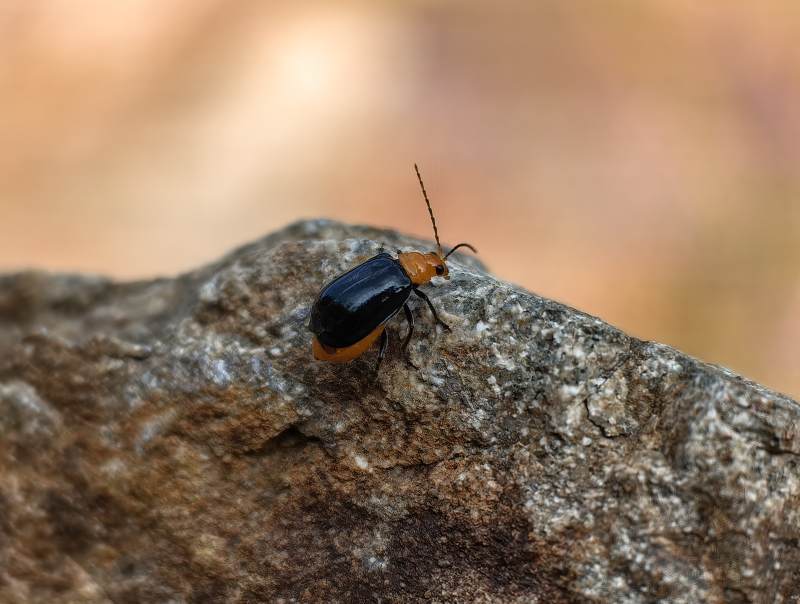 橙黑甲虫栖岩上图片