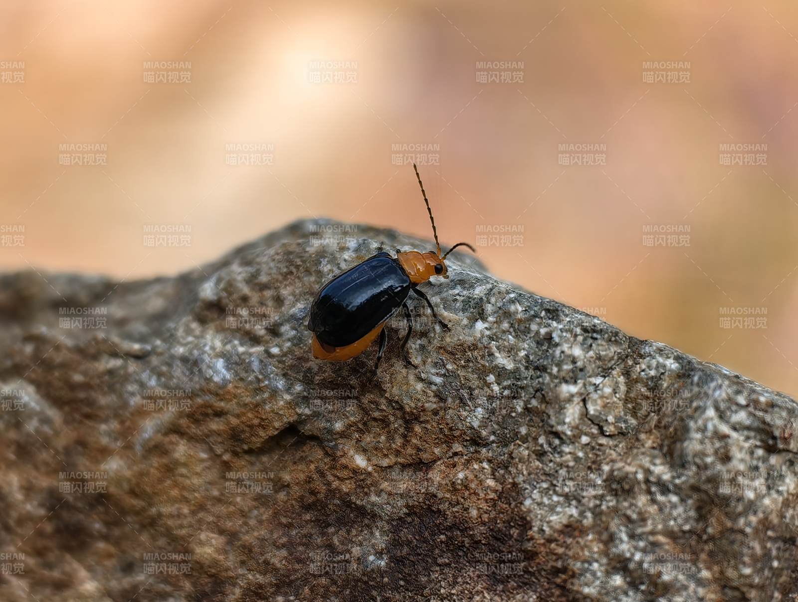 橙黑甲虫栖岩上图片