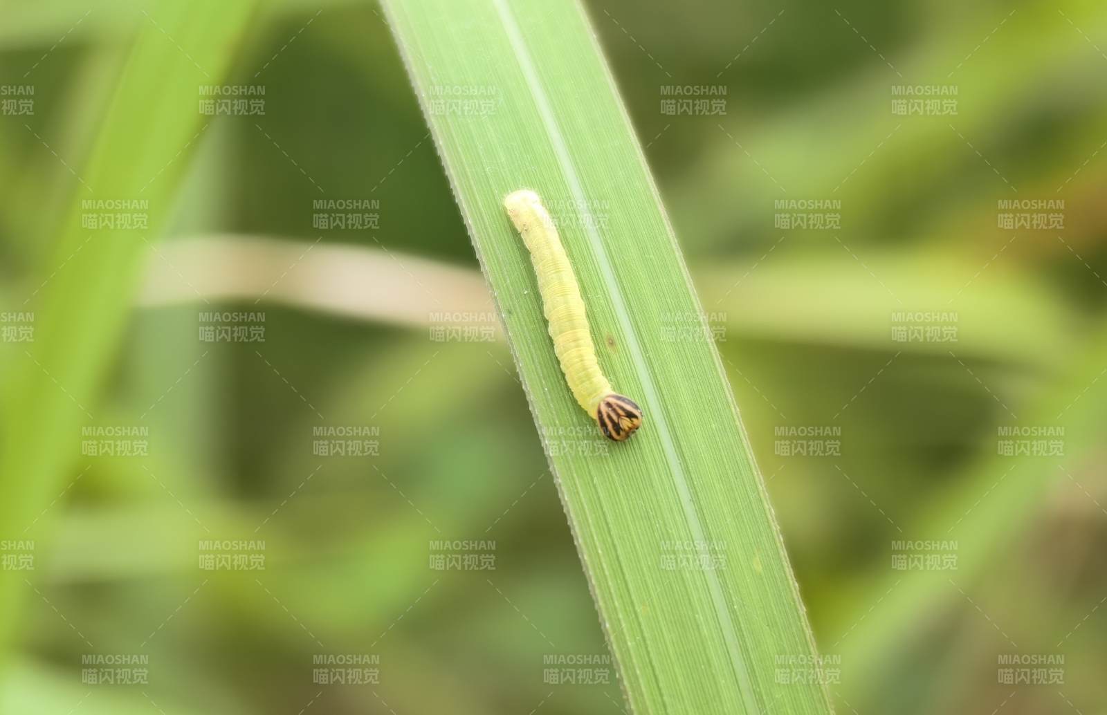 绿叶上的小毛毛虫图片