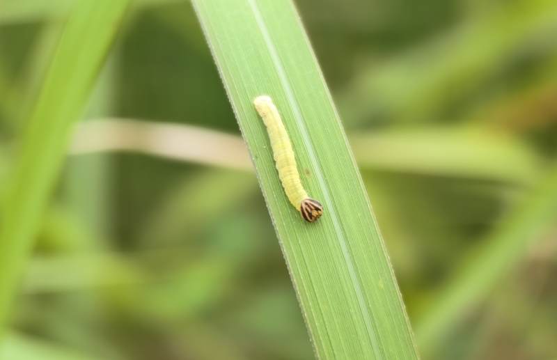 绿叶上的小毛毛虫图片