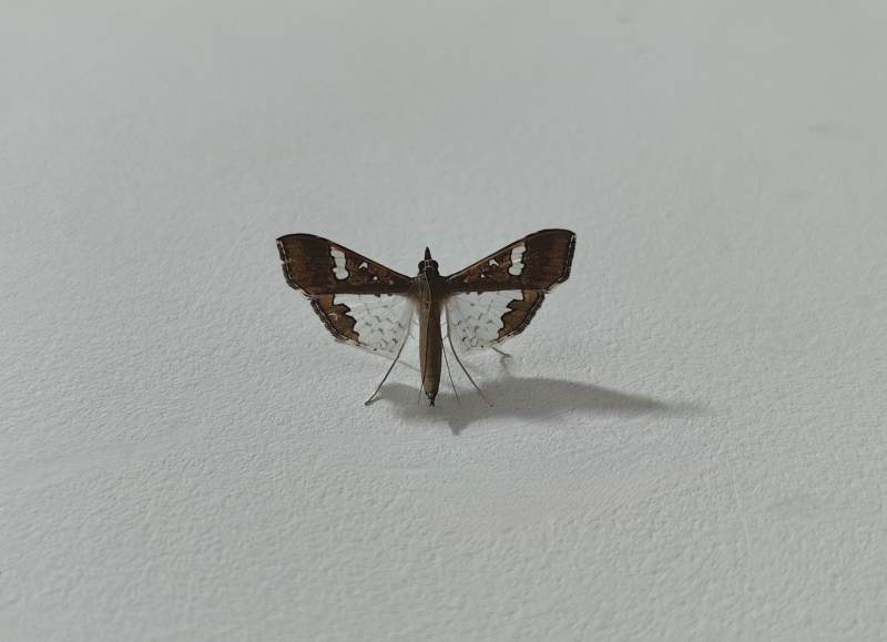 斑纹小飞蛾图片