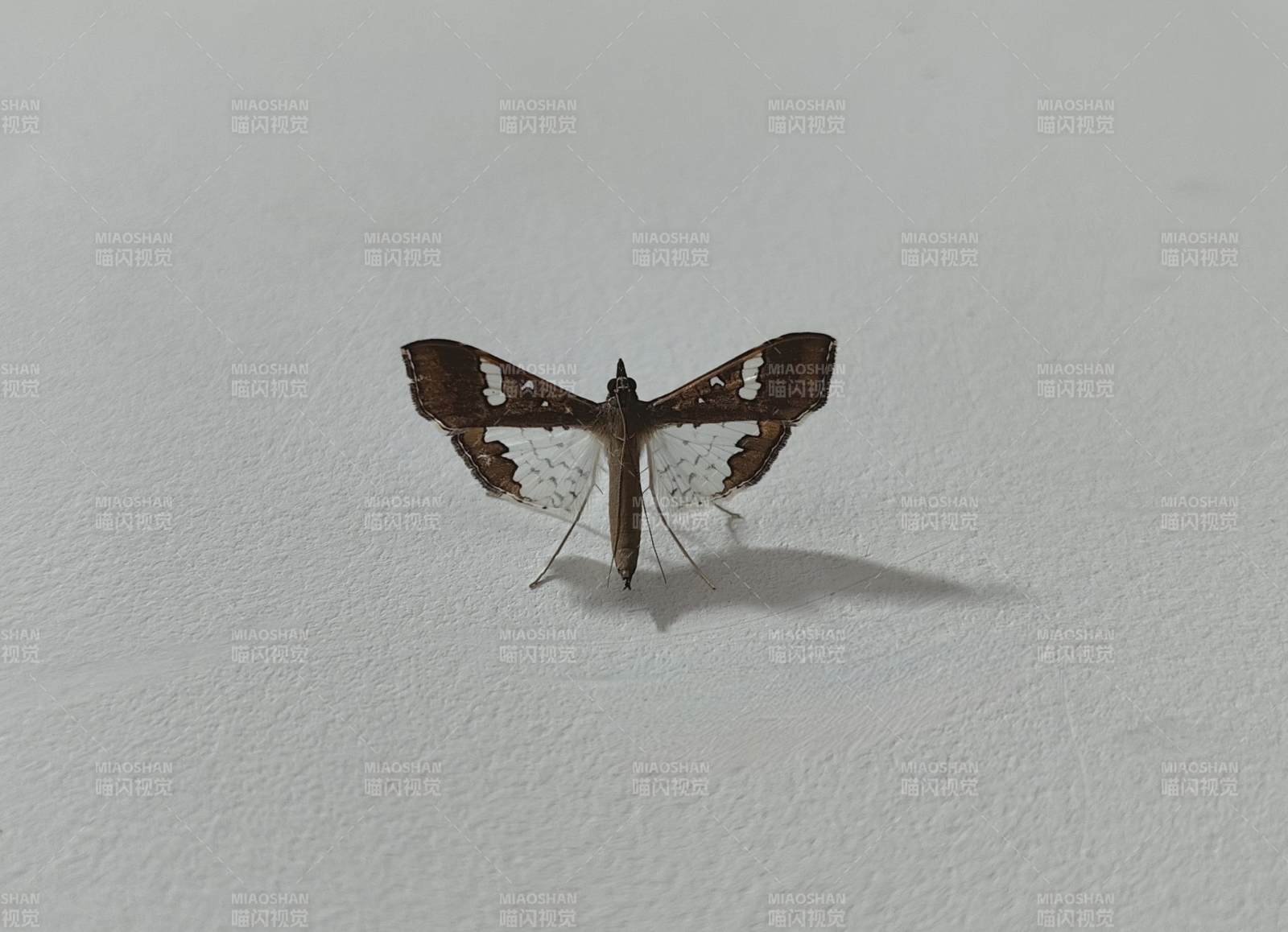 斑纹小飞蛾图片