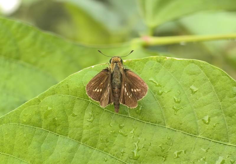 蝴蝶栖叶上图片