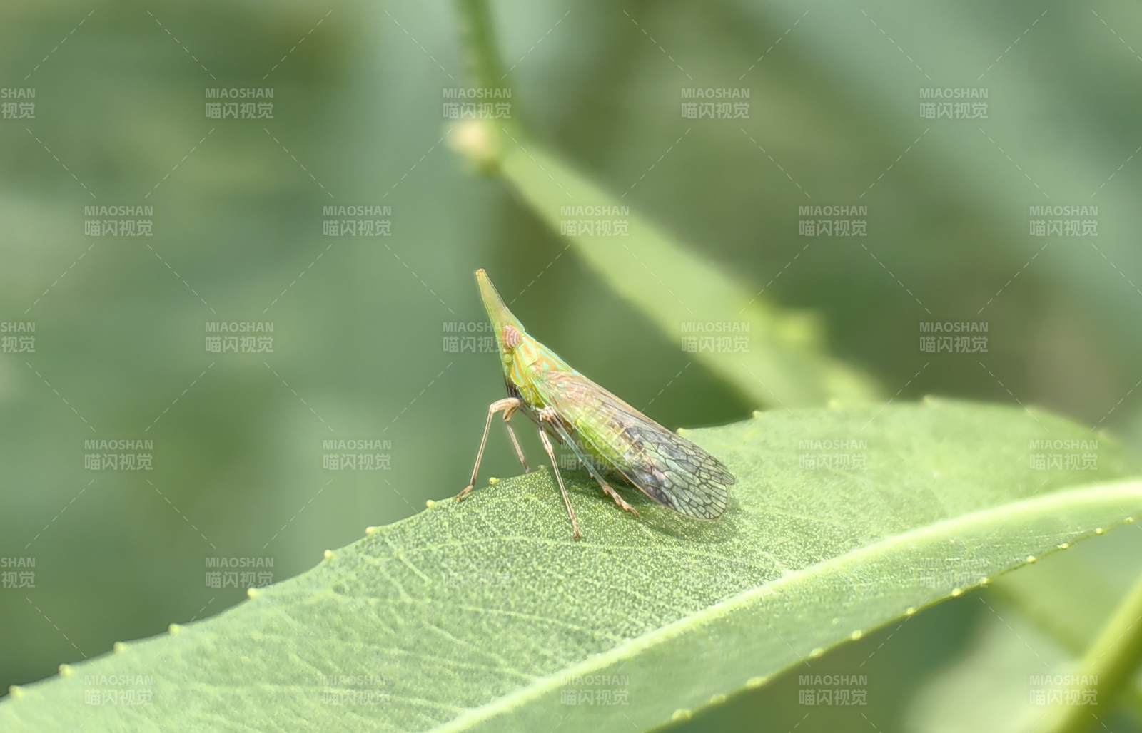 绿叶上的小昆虫图片