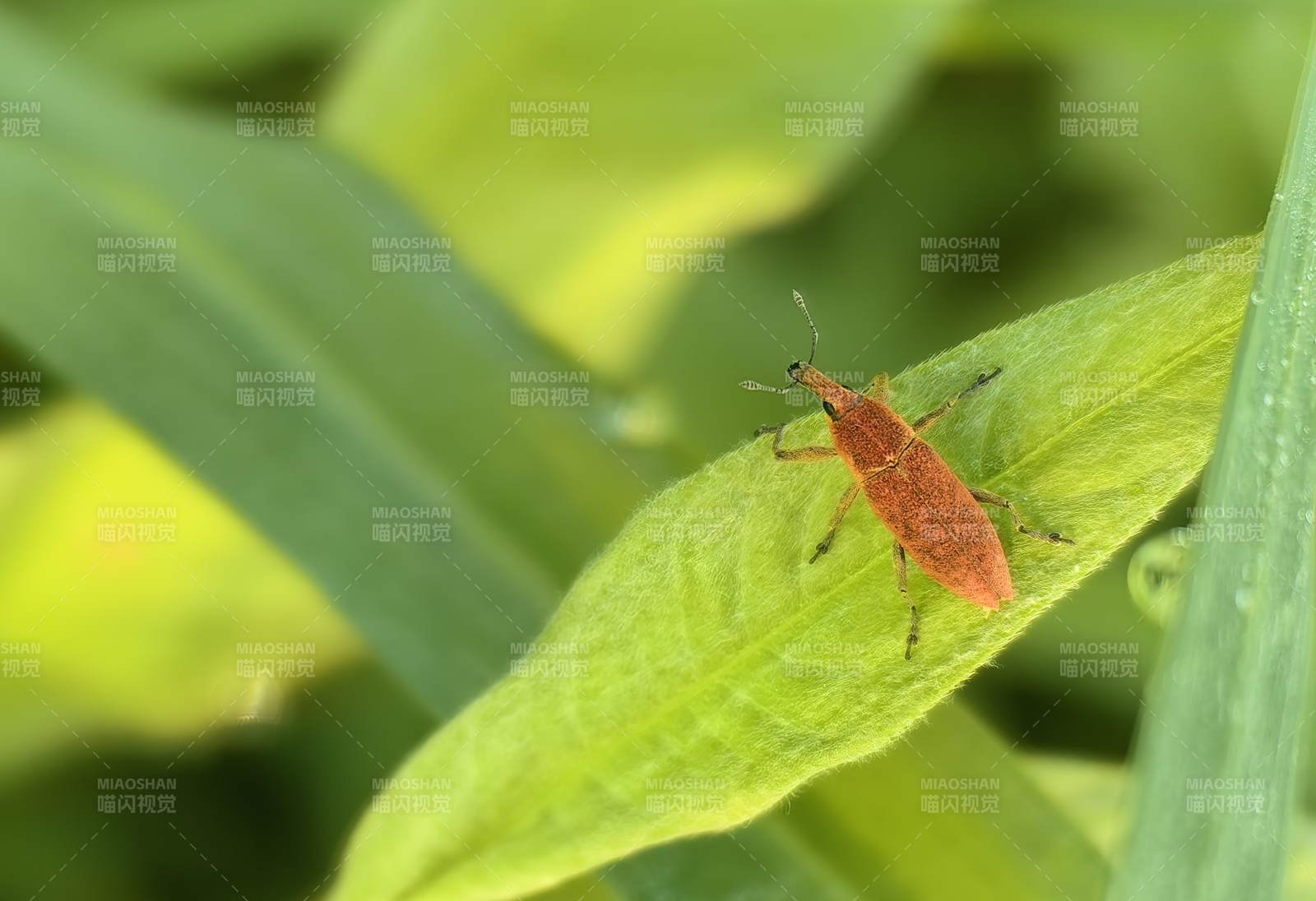 红蝽栖叶图片