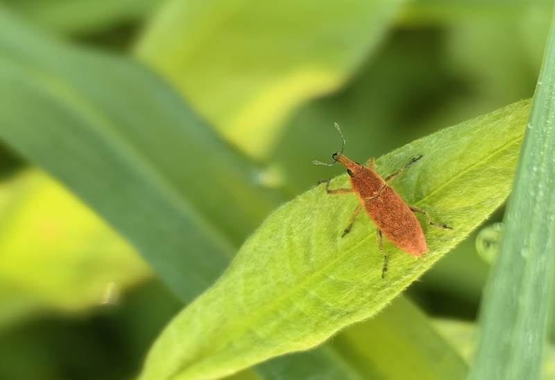 红蝽栖叶图片