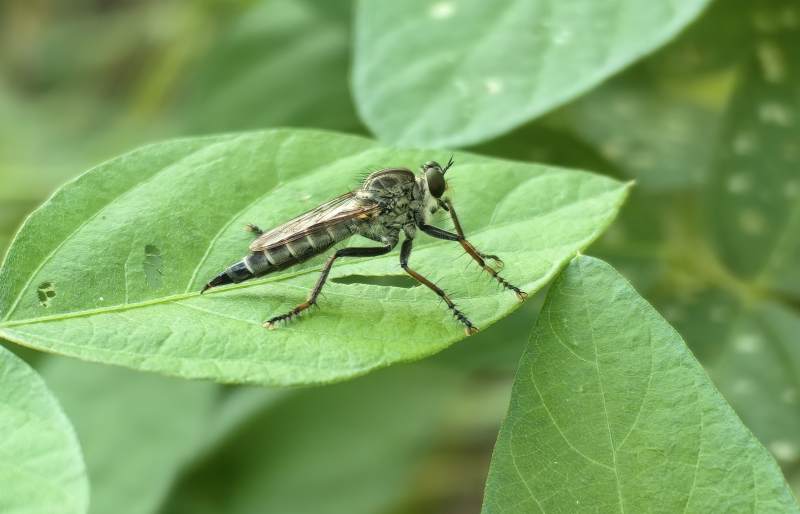 绿叶上的食虫虻图片