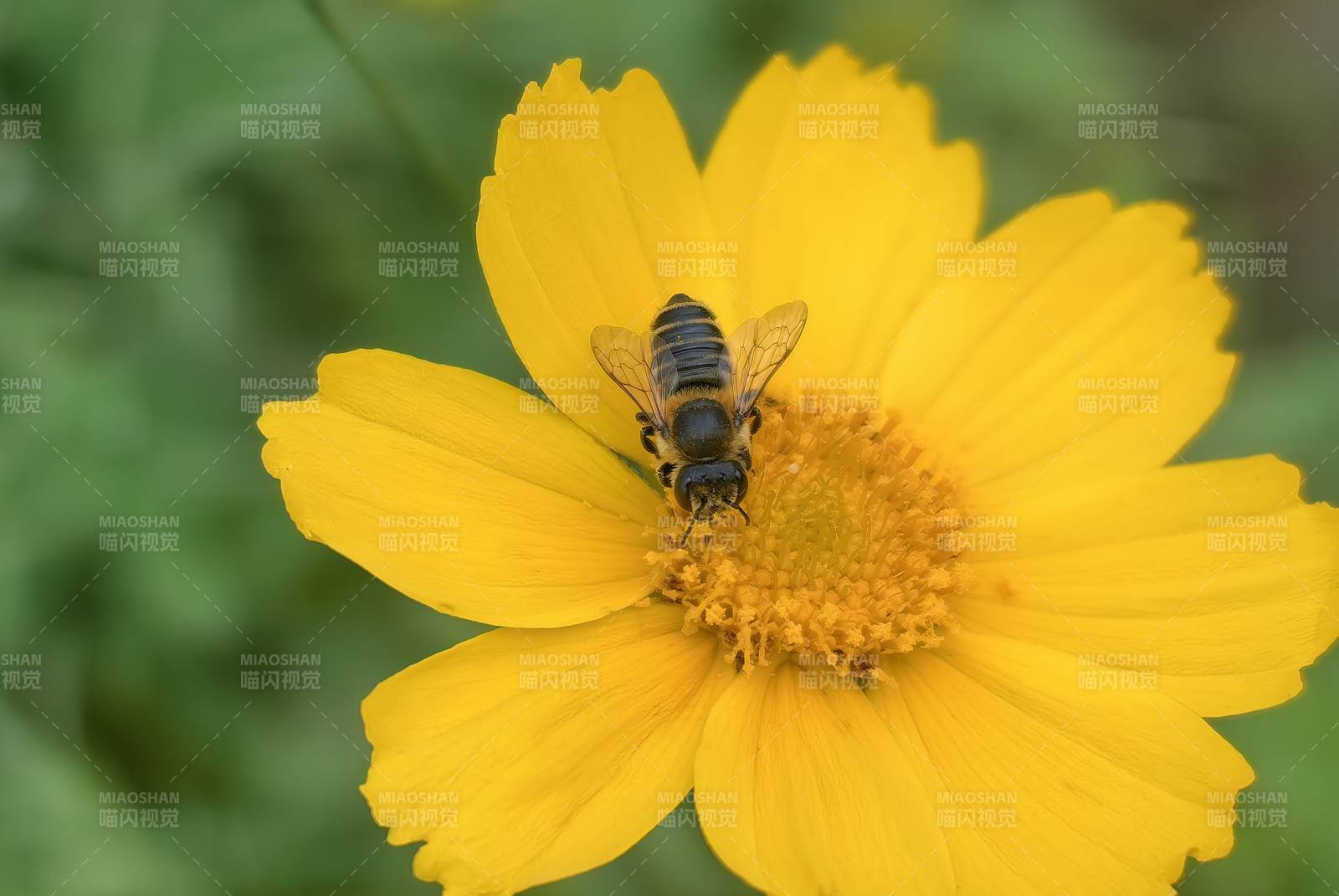 蜂采黄花蜜图片