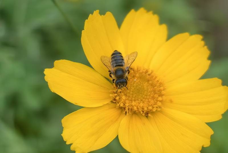 蜂采黄花蜜图片