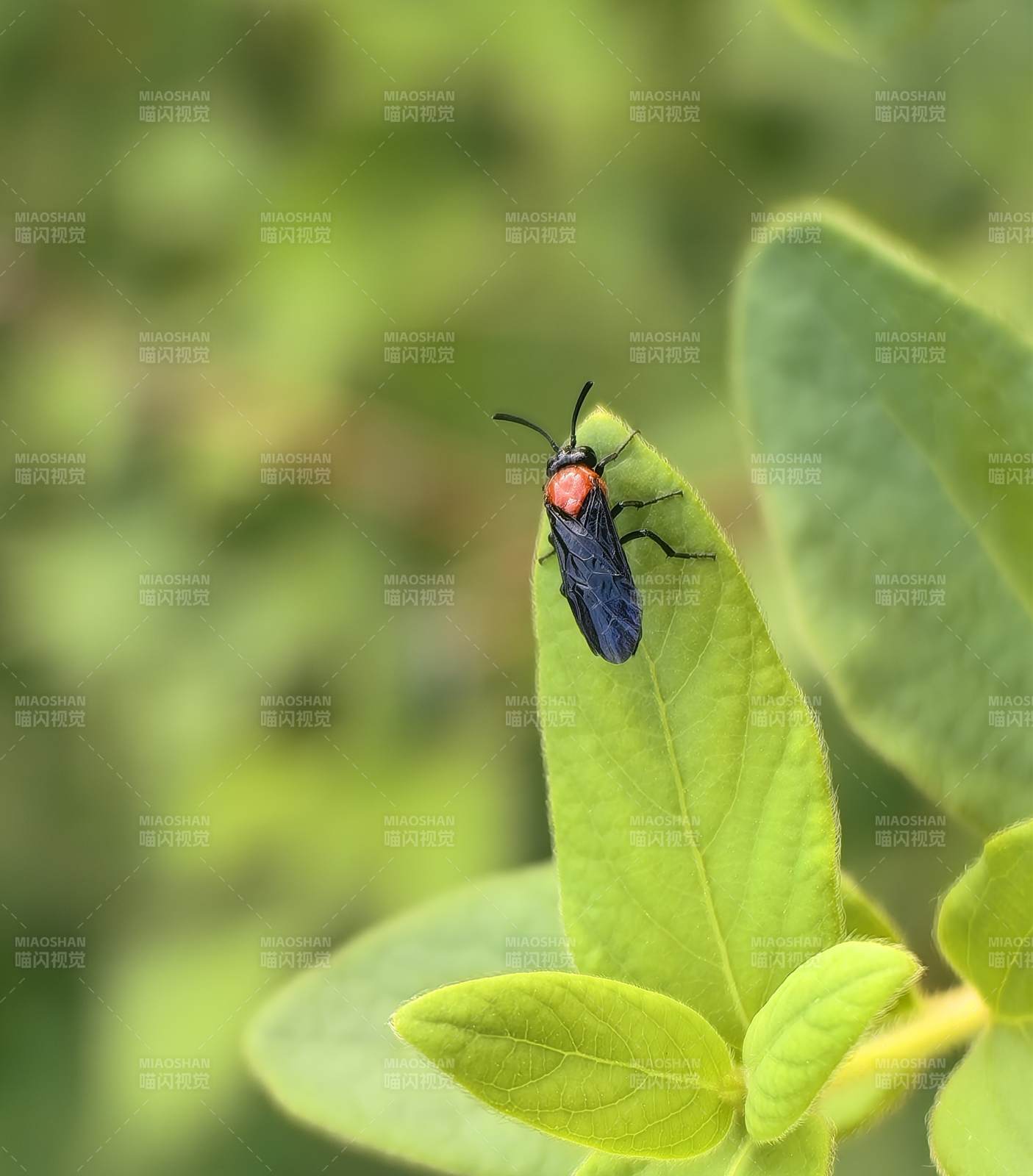 红头黑蜂栖叶上图片