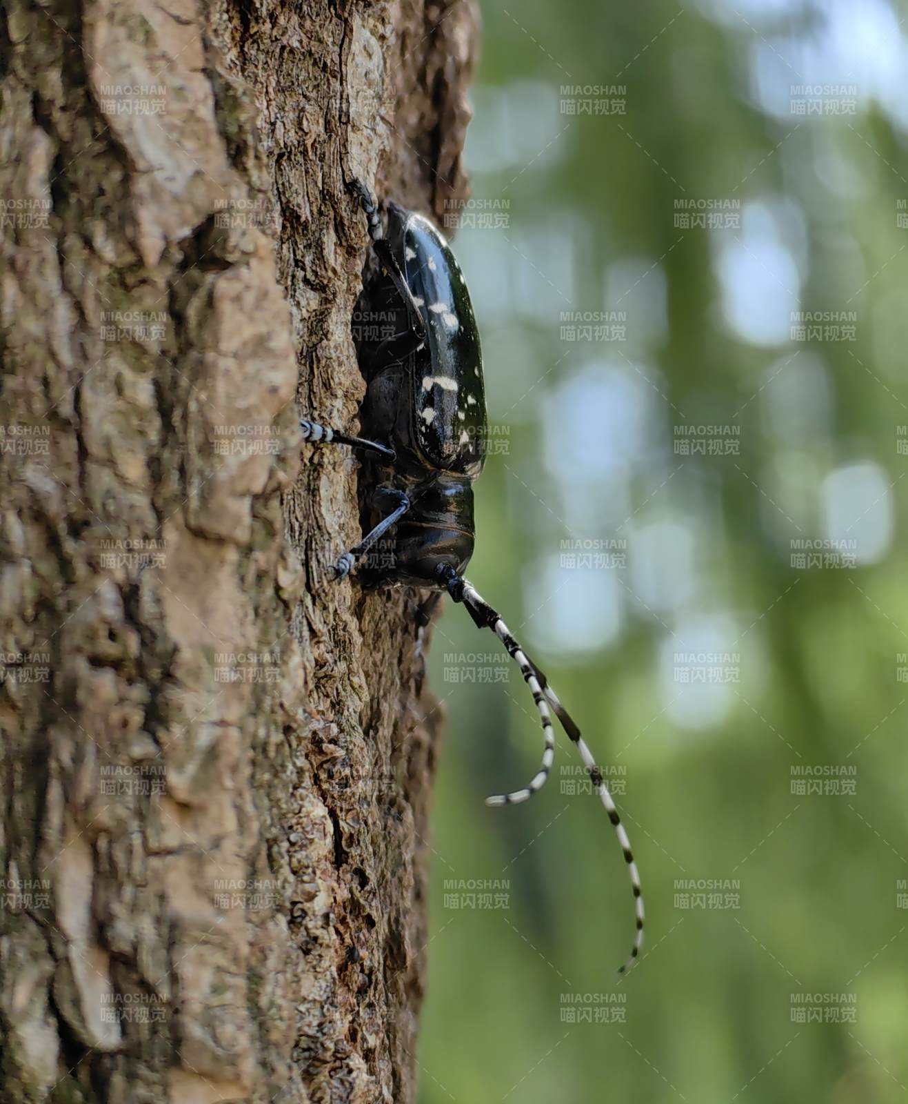 树干上的天牛图片