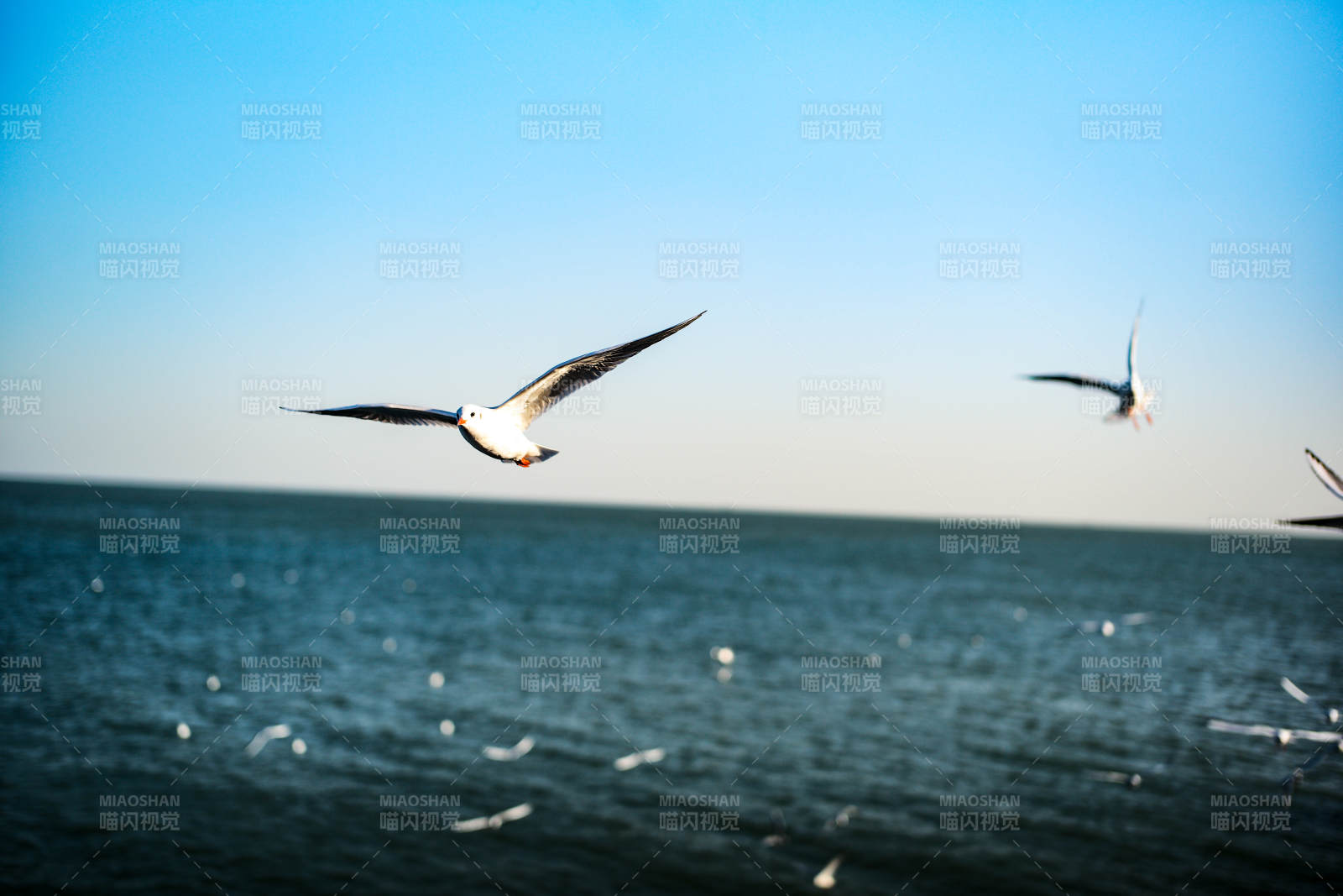 海鸥翱翔碧海蓝天图片