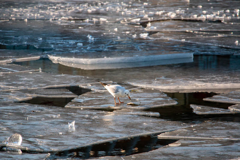 冰上觅食的海鸥图片