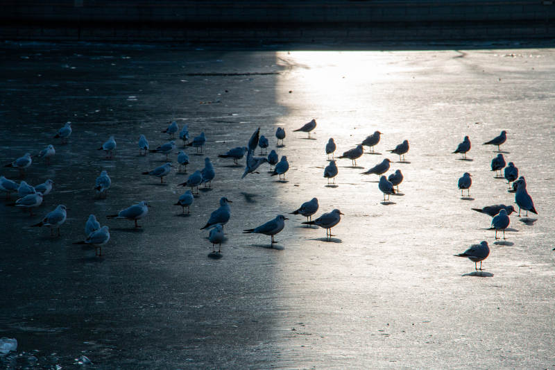 天津海河晨光中的海鸥群图片