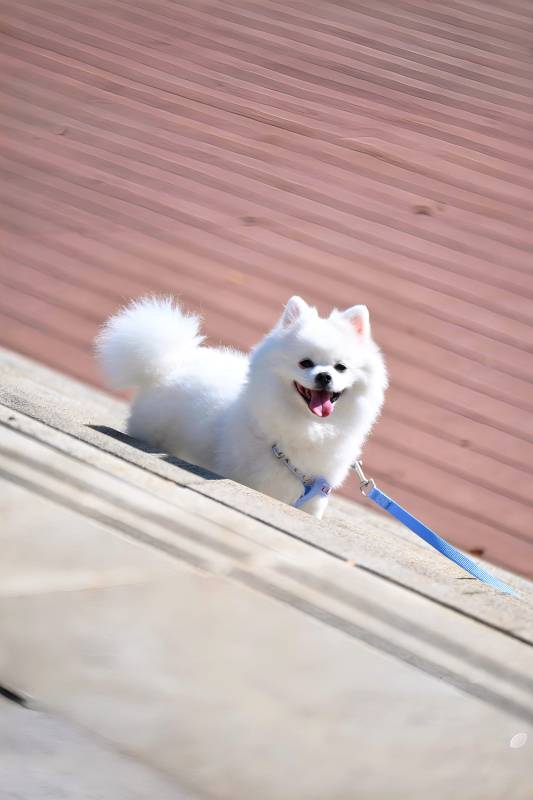 萌犬欢笑迎春光图片