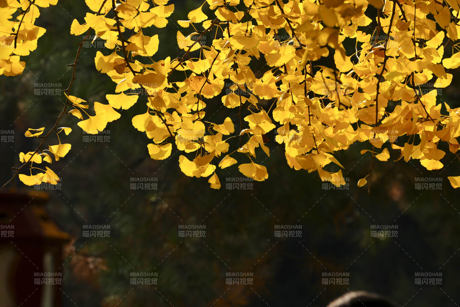 金叶飘香秋意浓图片