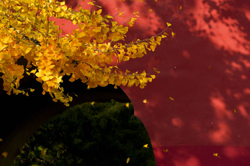 秋叶飘落红墙前图片