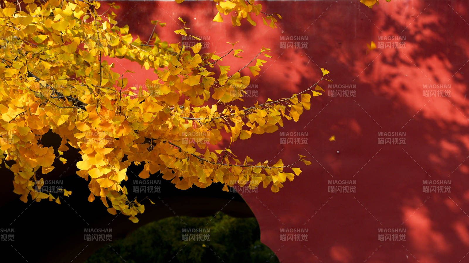 秋叶映红墙图片