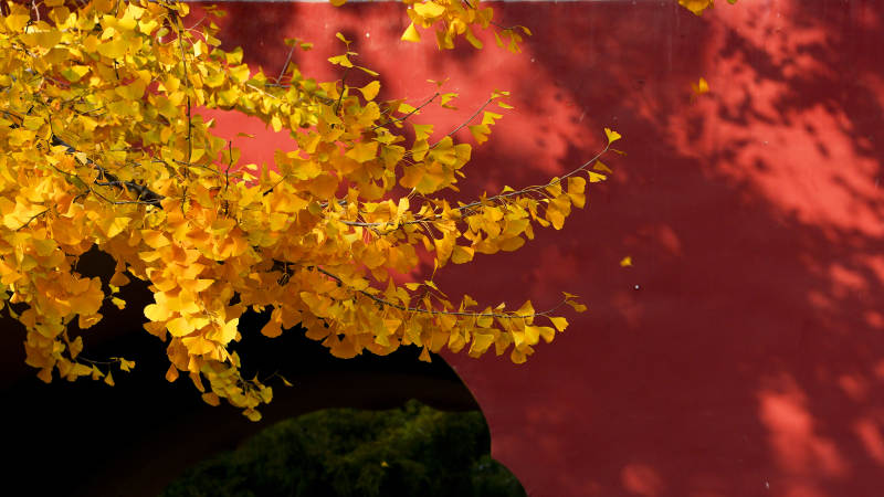 秋叶映红墙图片