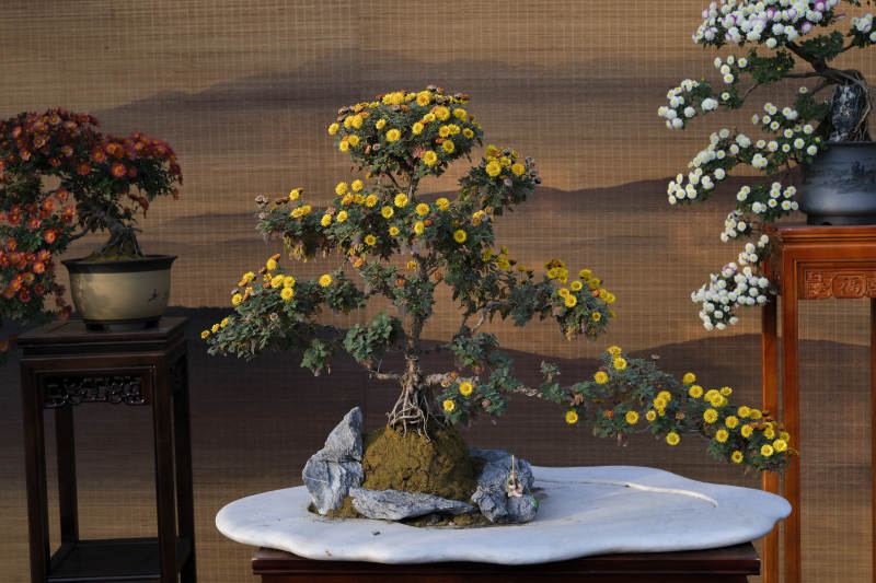 菊花盆景雅致绽放图片