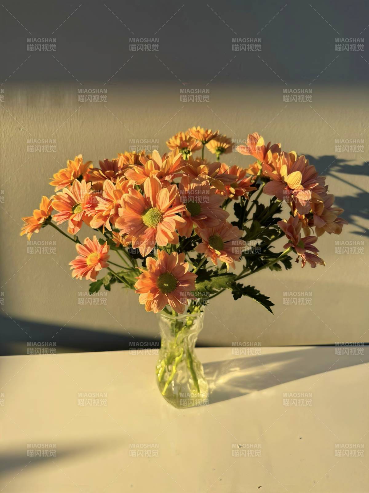 橙色菊花静谧绽放图片