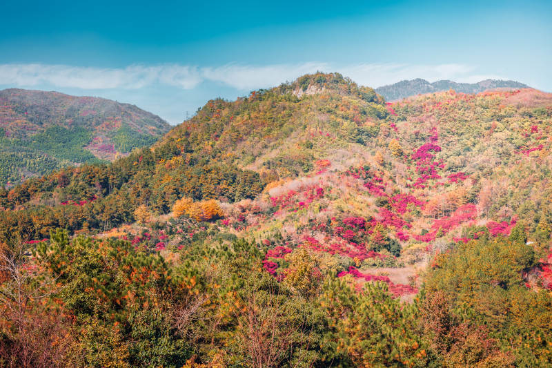 秋山彩林  宁波图片