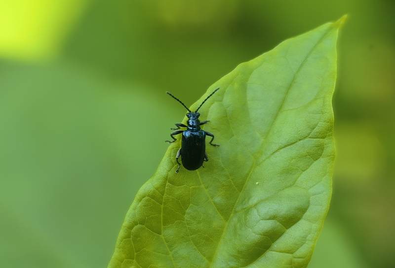 绿叶上的黑甲虫图片