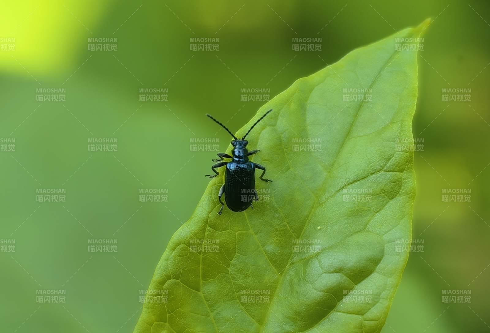绿叶上的黑甲虫图片