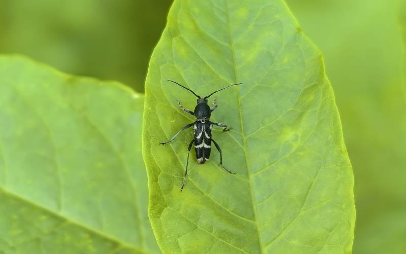 叶上斑天牛图片