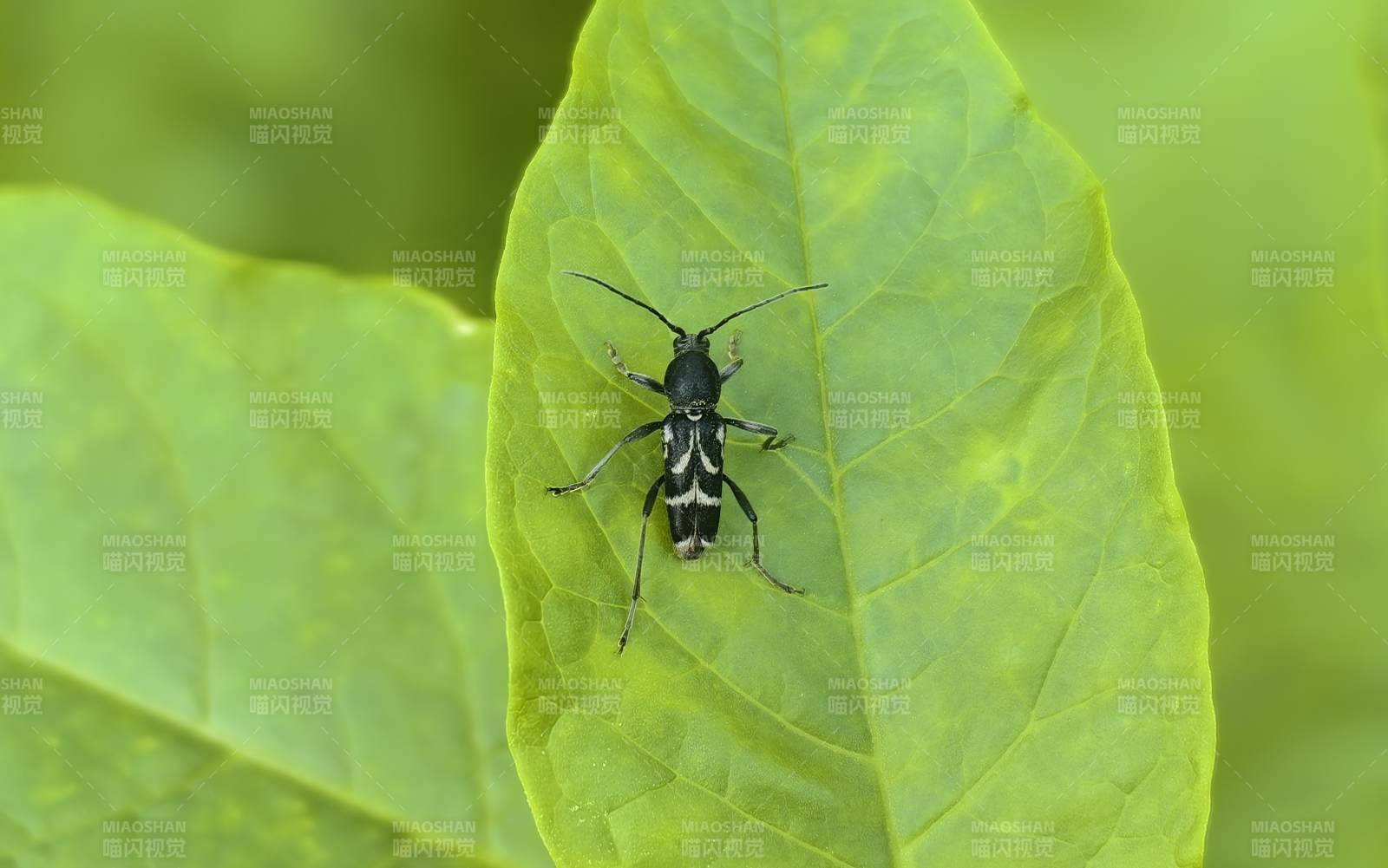 叶上斑天牛图片