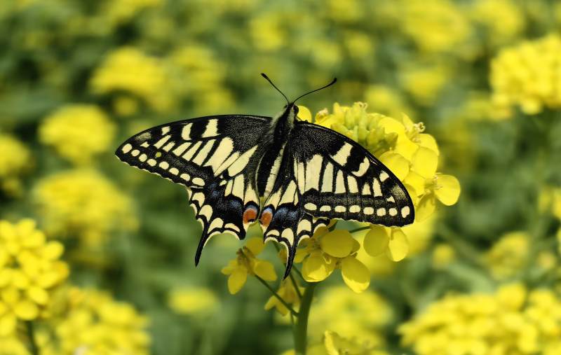 黄蝶栖花丛图片