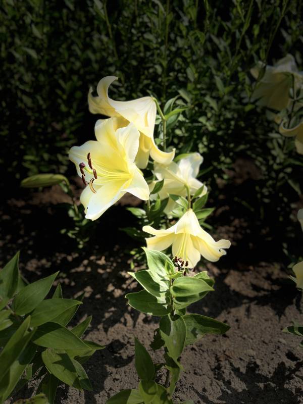 淡黄百合绽放图片