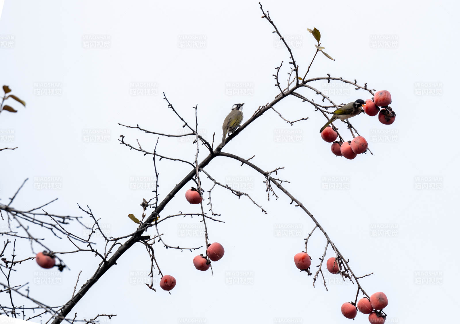 鸟栖枝头果红图片