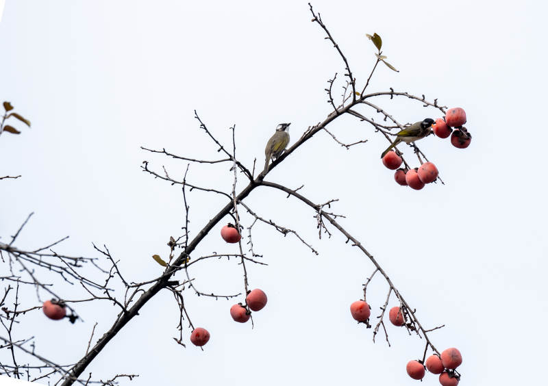 鸟栖枝头果红图片
