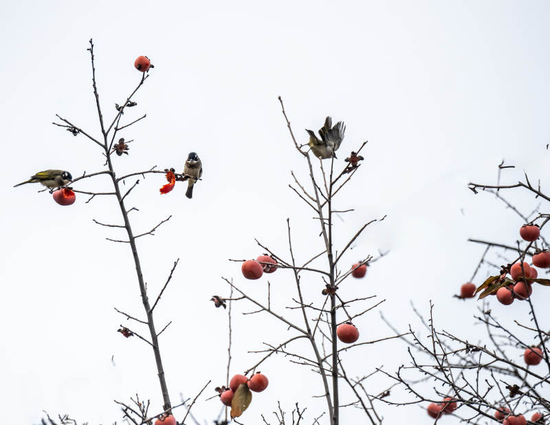 鸟栖枝头啄红果图片