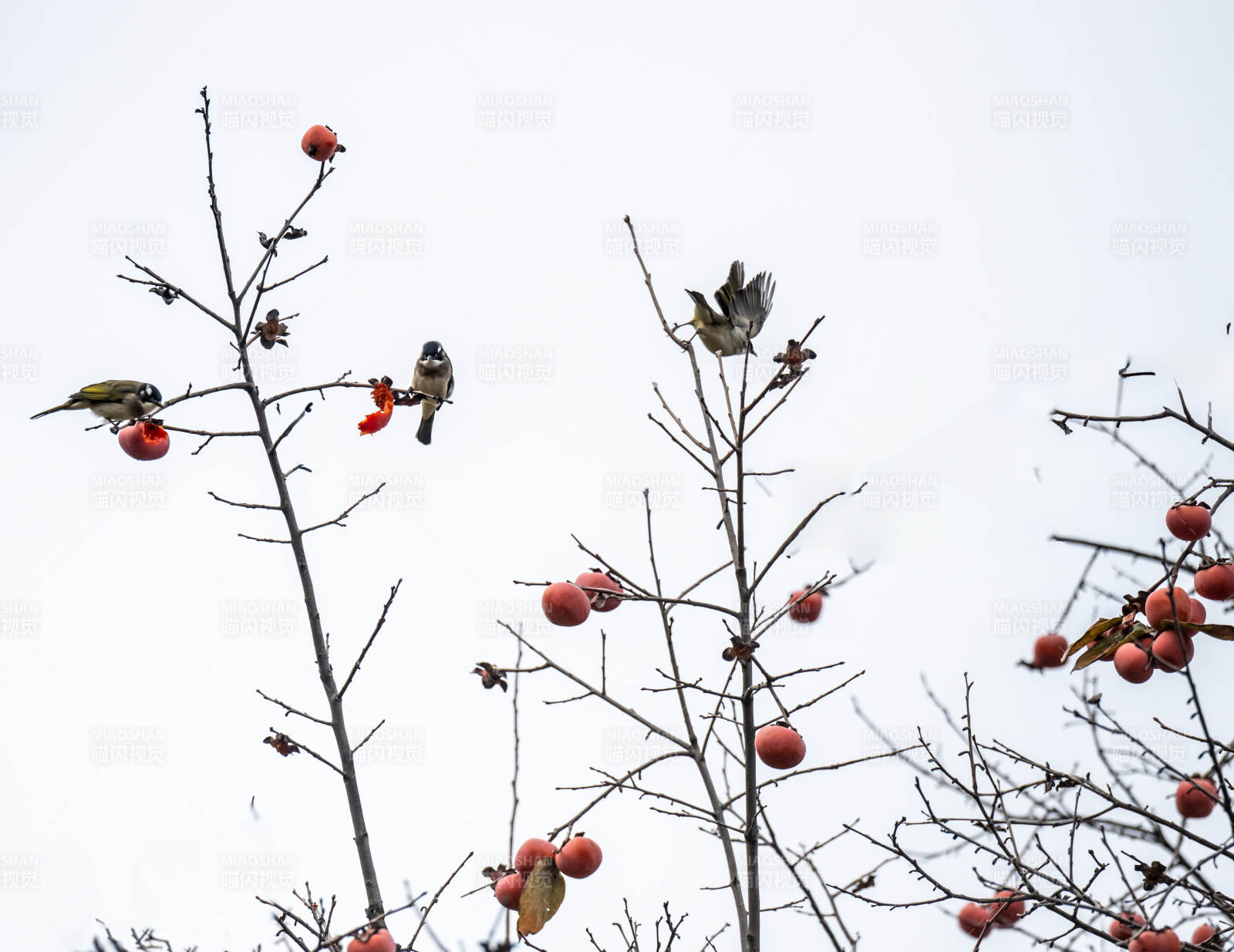 鸟栖枝头啄红果图片