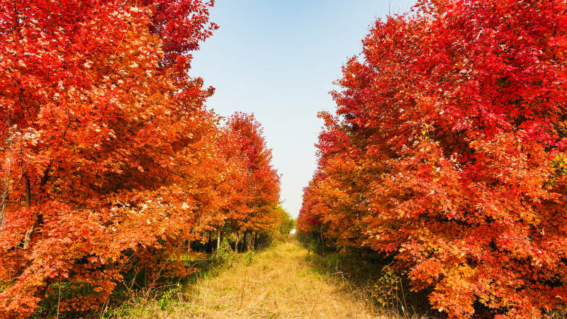 秋日红叶小径图片