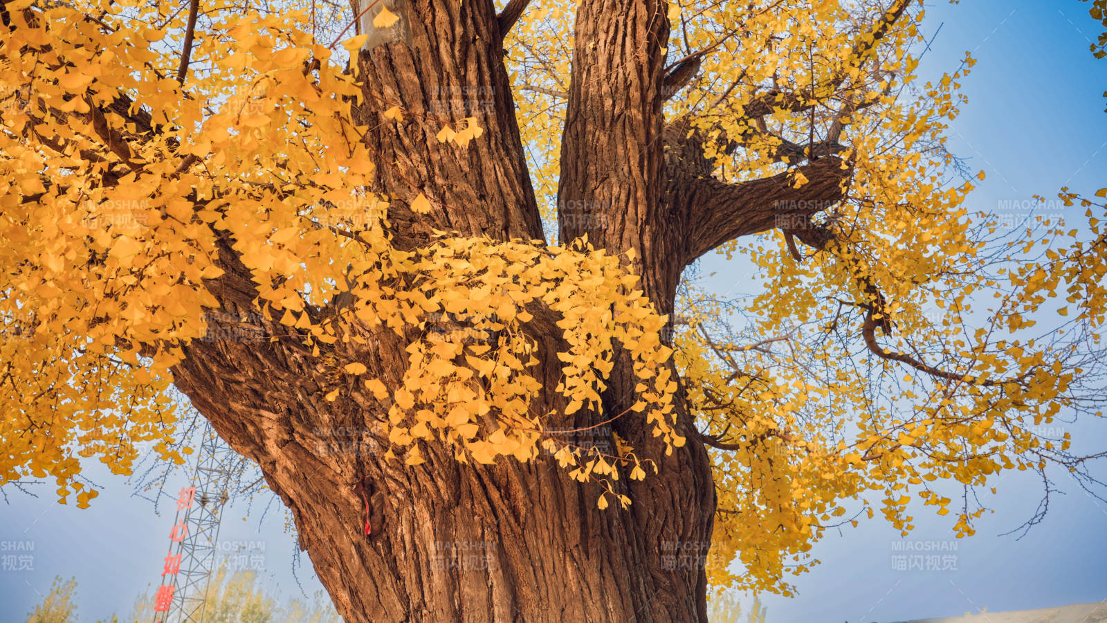 秋树金叶映蓝天图片