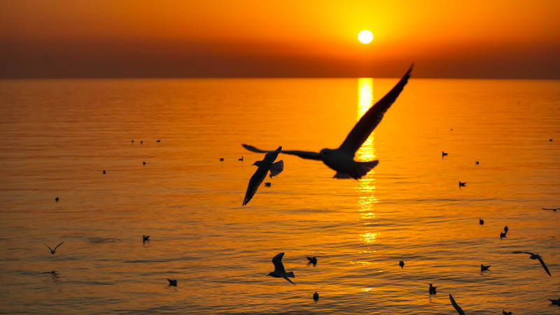 夕阳海鸟飞翔图片