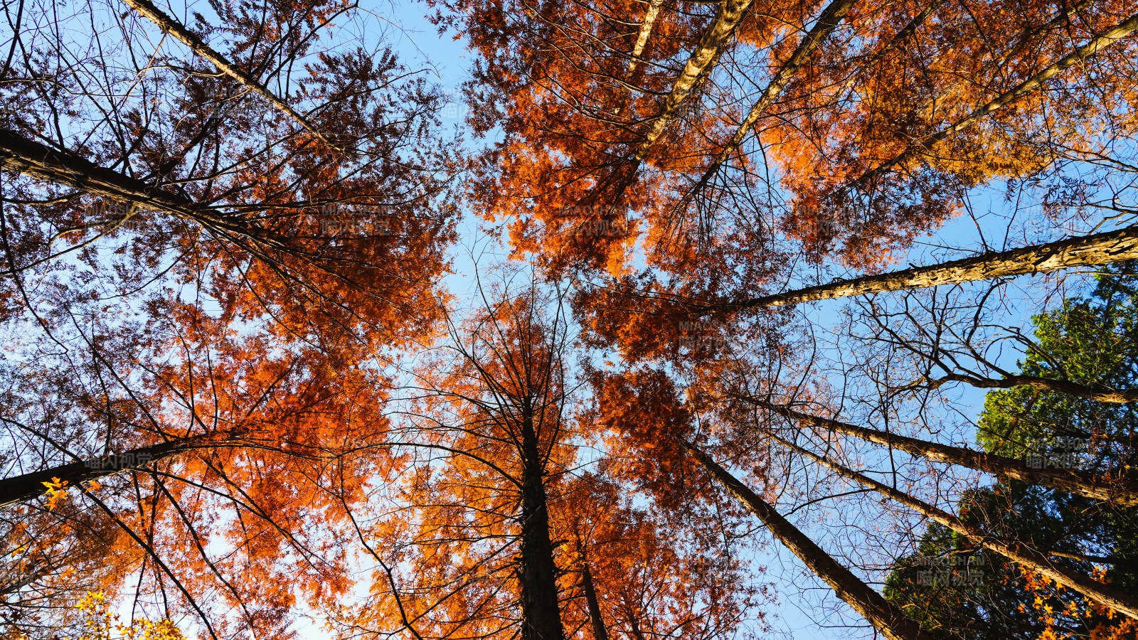秋林仰望图片