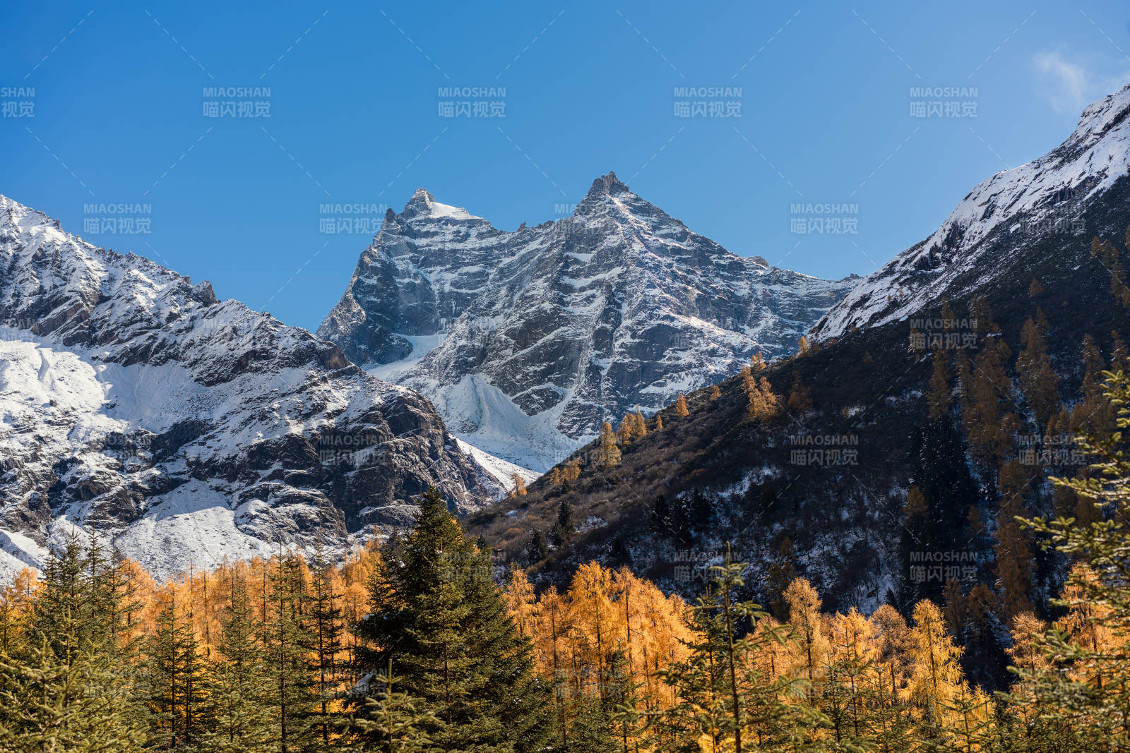 四川双桥沟雪山秋林美景图片