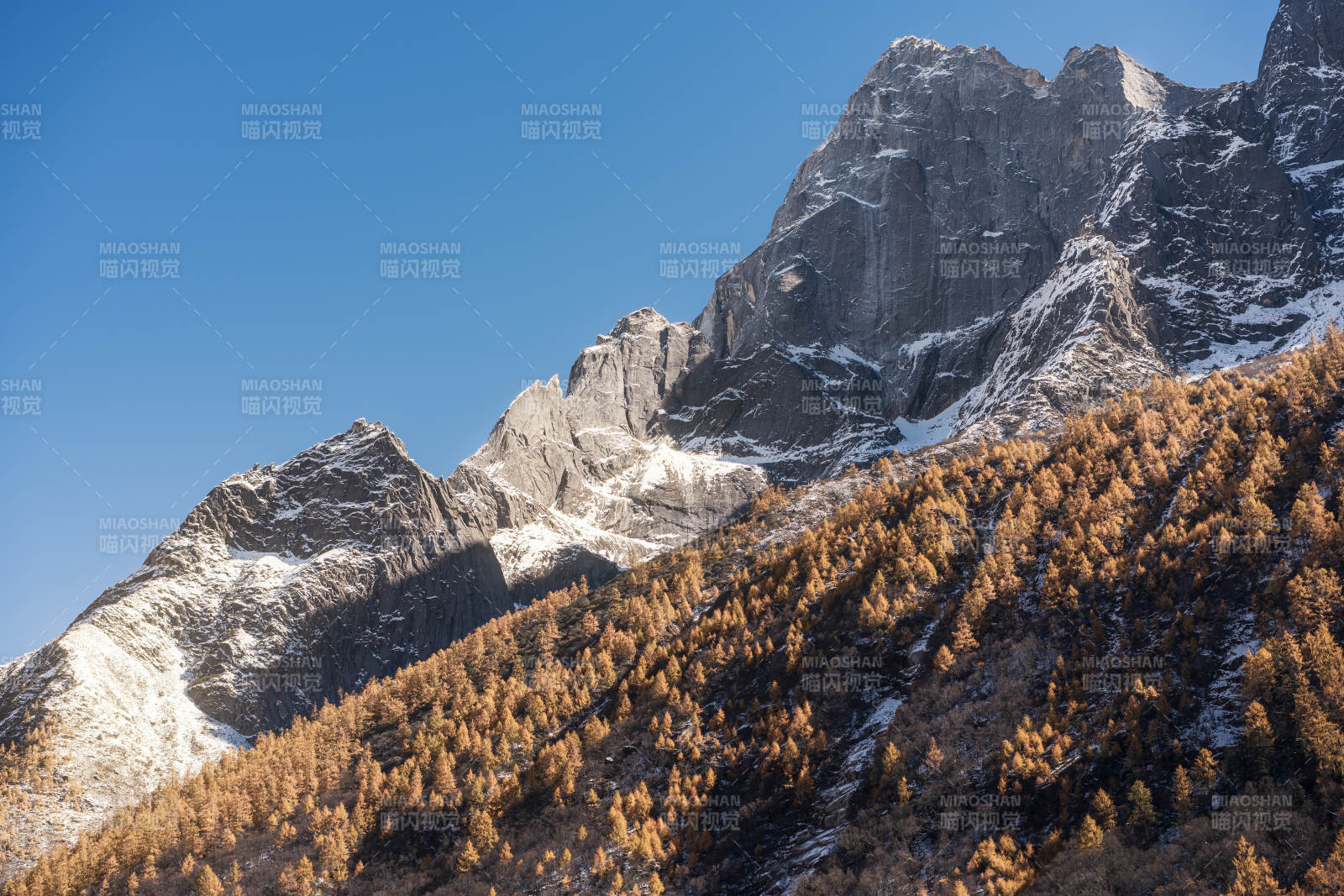 四川阿坝双桥沟雪山秋林图片
