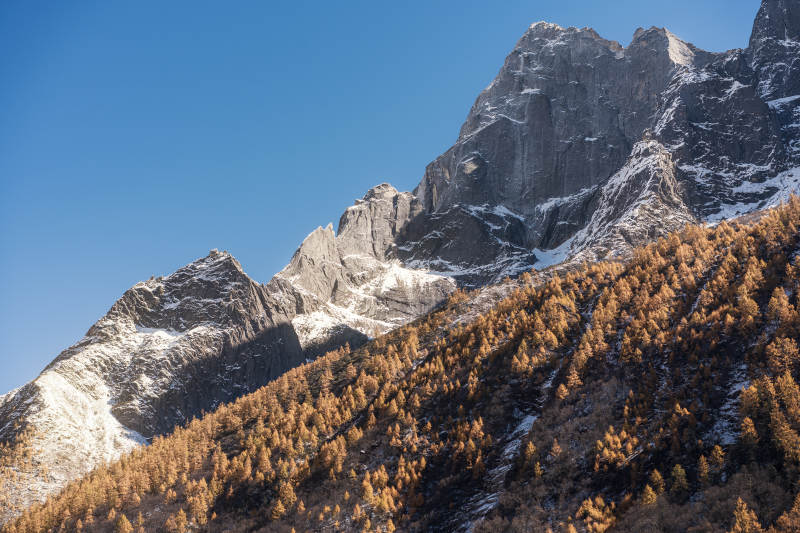四川阿坝双桥沟雪山秋林图片