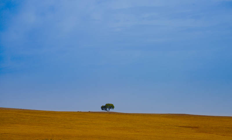 内蒙孤树旷野蓝天图片