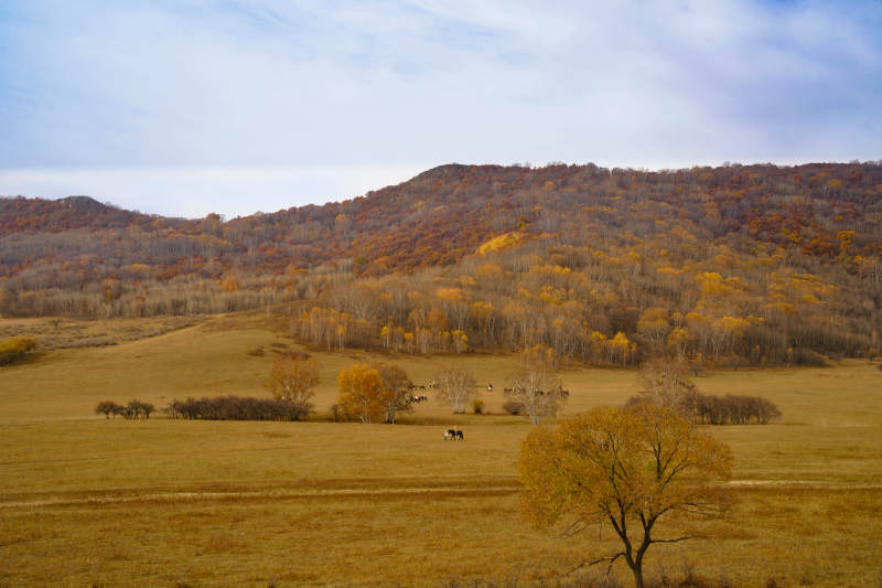 乌兰布统秋野牧马图图片