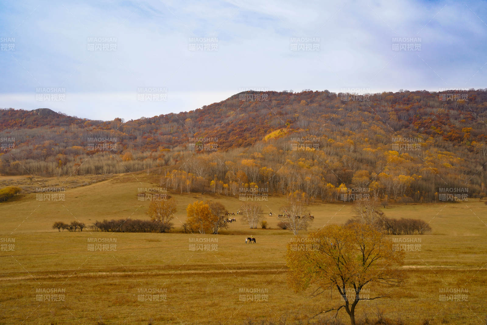 乌兰布统秋野牧马图图片