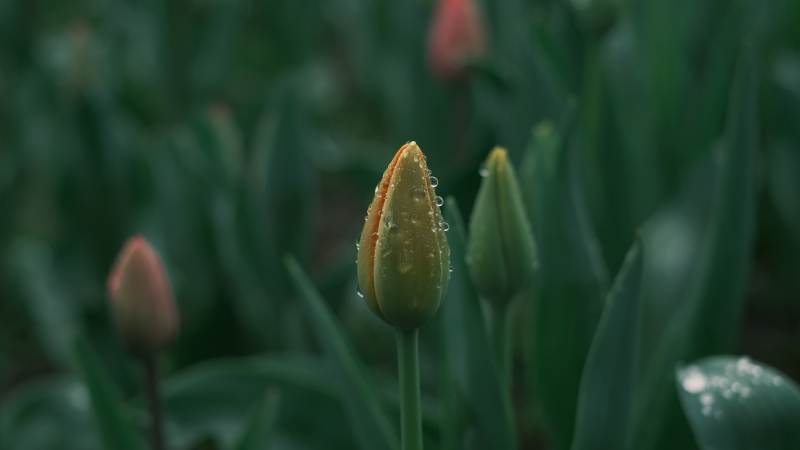 雨后花蕾初绽图片