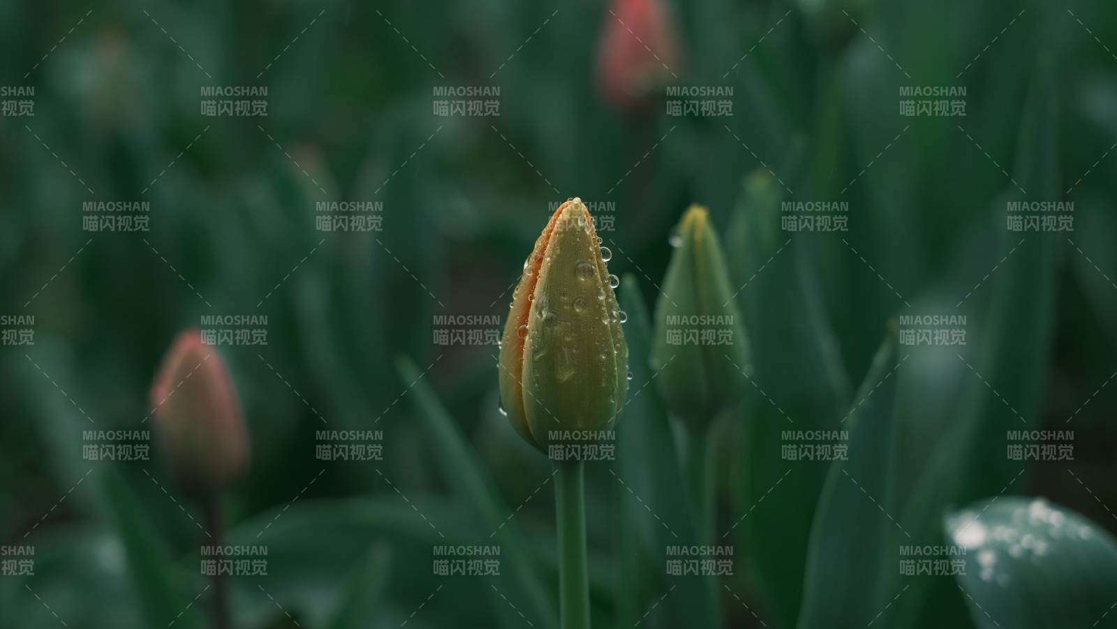 雨后花蕾初绽图片